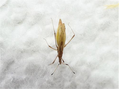 Berytinus minor
